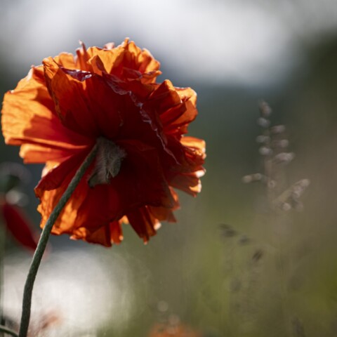 Red poppy flower