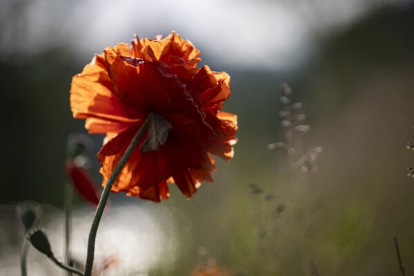 Red poppy flower