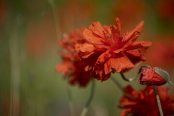 Orange Wild Flowers in Soft Focus