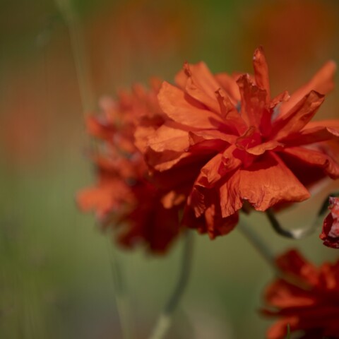 Red poppy flower