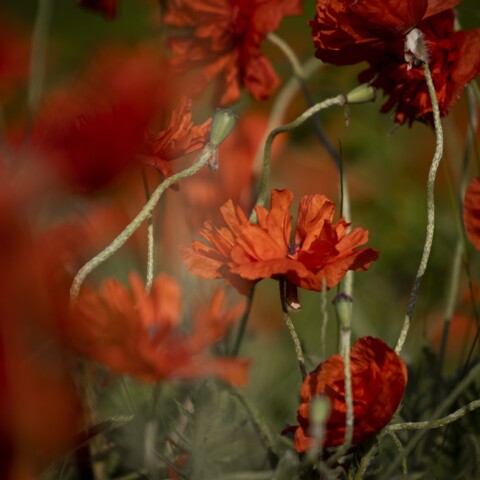 Red poppy flower