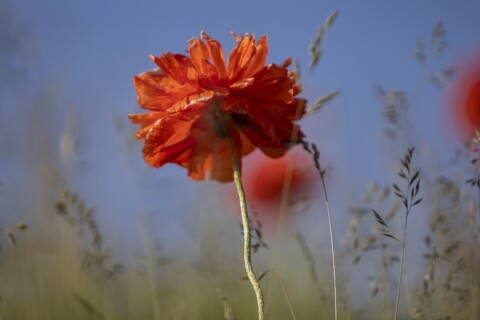 Red poppy flower