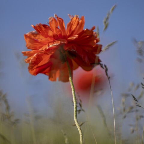 Red poppy flower