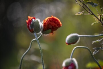 Red Poppies in Soft Light