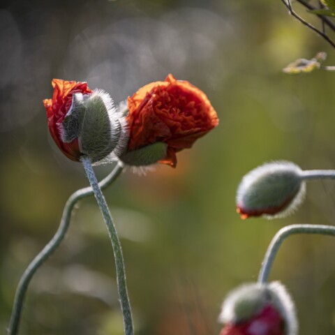 Red poppy flower