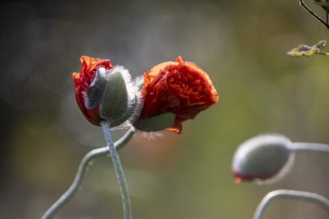 Red poppy flower