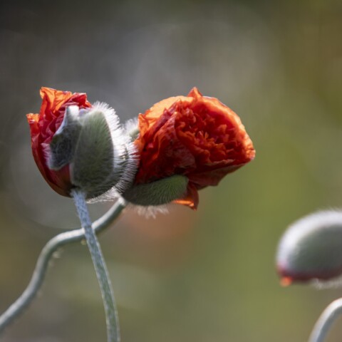 Red poppy flower