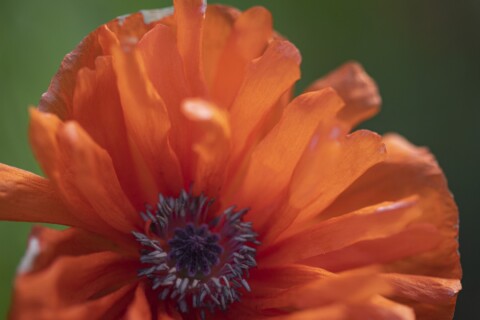 Red poppy flower