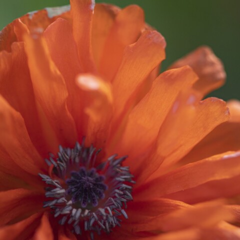 Red poppy flower