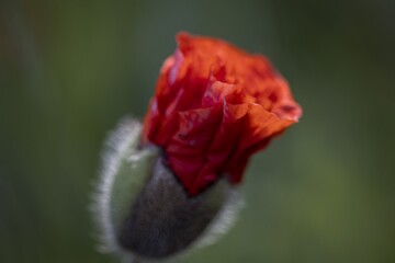 Red Poppy Bud in Soft Focus
