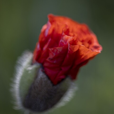 Red poppy flower