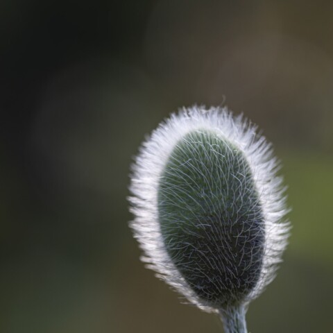 Poppy flower about to bloom