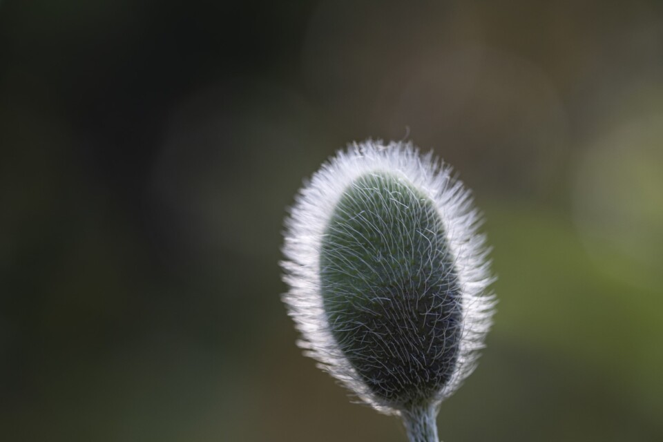 Poppy flower about to bloom