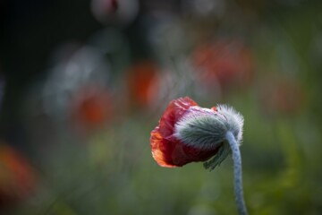 Red Poppy Flower in Soft Light