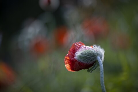 Red poppy flower