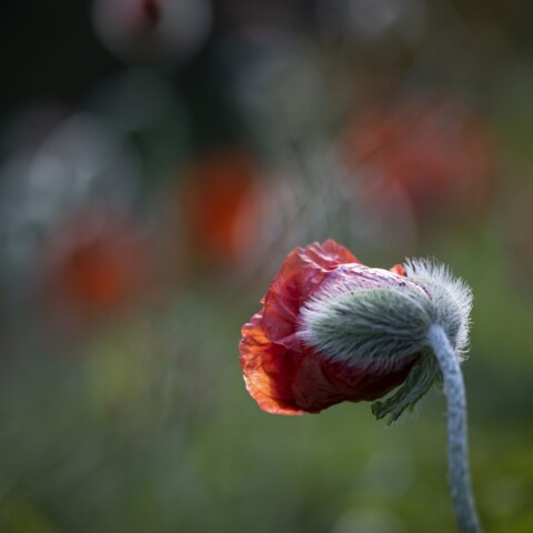 Red poppy flower