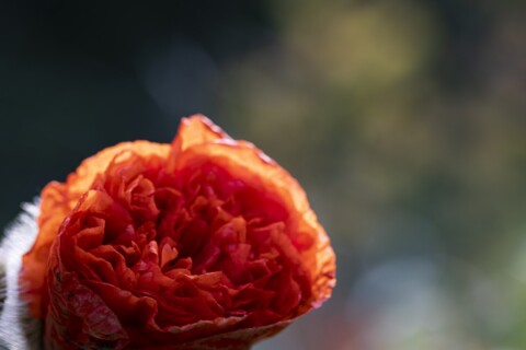 Red poppy flower