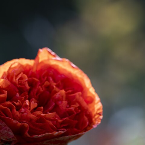 Red poppy flower