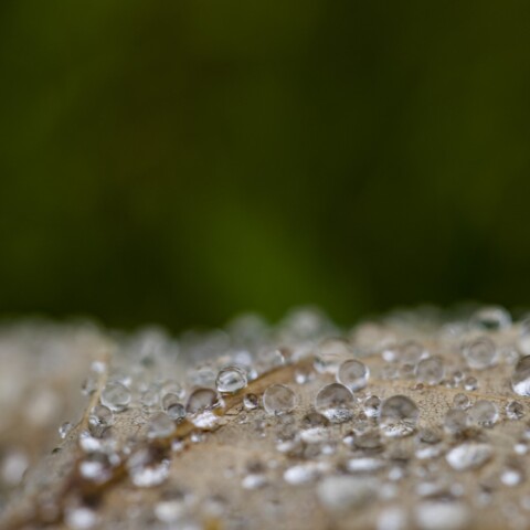 Water drops on a leaf