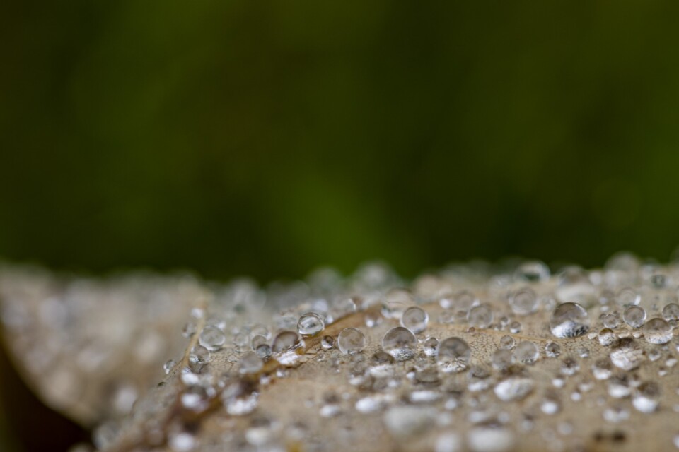 Water drops on a leaf