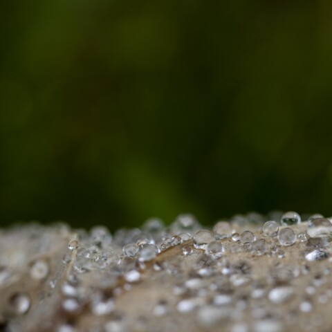 Water drops on a leaf