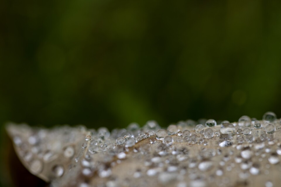 Water drops on a leaf