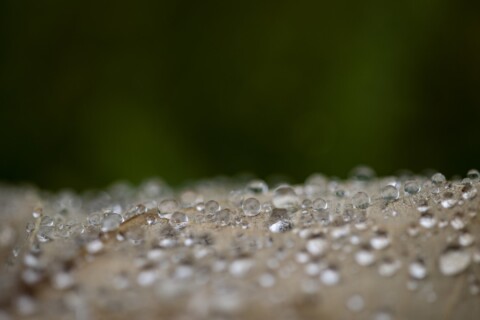 Water drops on a leaf