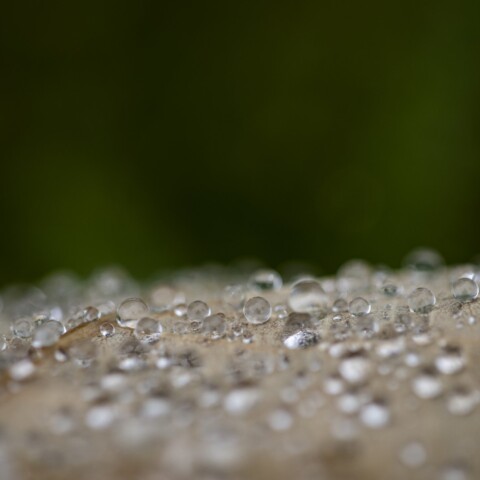 Water drops on a leaf