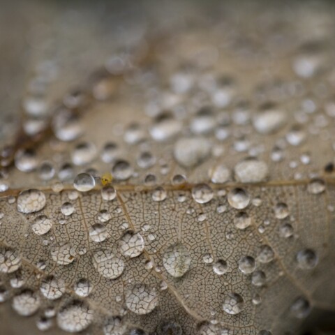 Water drops on a leaf