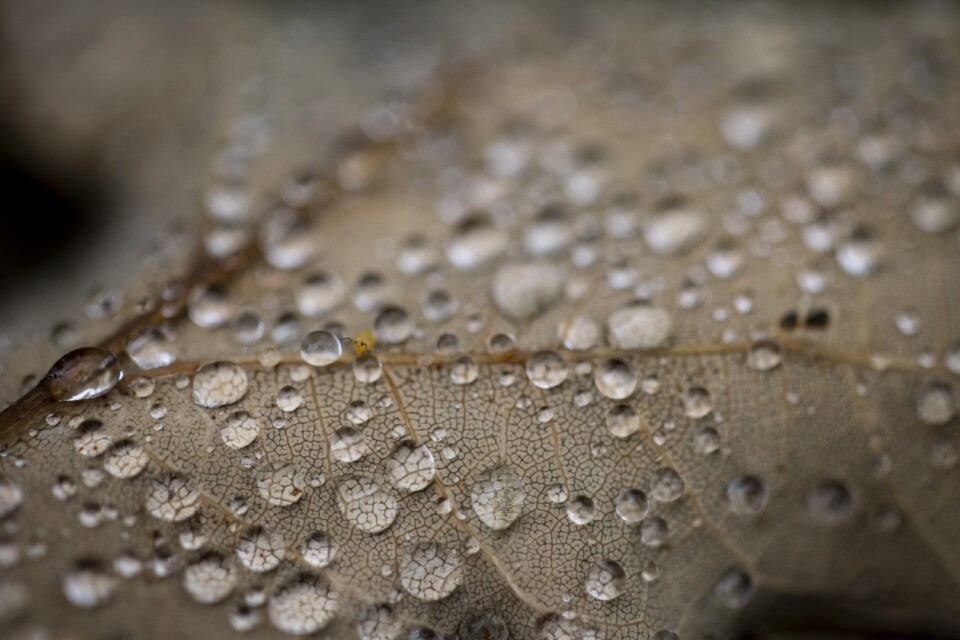 Water drops on a leaf