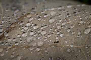 Water drops on a leaf
