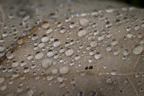 Water drops on a leaf