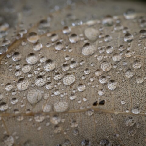 Water drops on a leaf