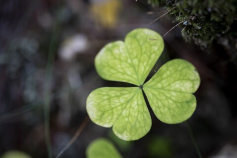 Green clover and moss