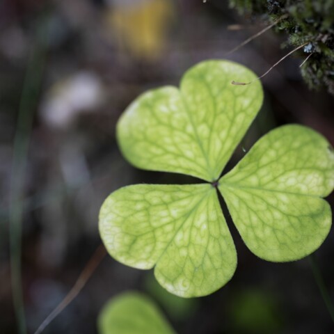 Green clover and moss