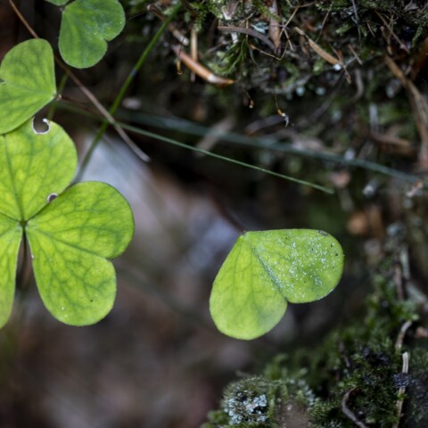 Green clover and moss.