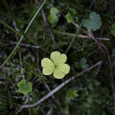 Green clover and moss.