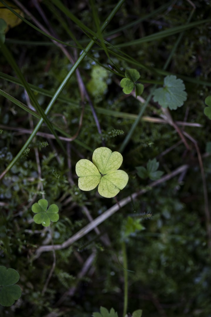 Green clover and moss.