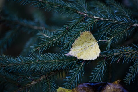 Autumn birch leaf