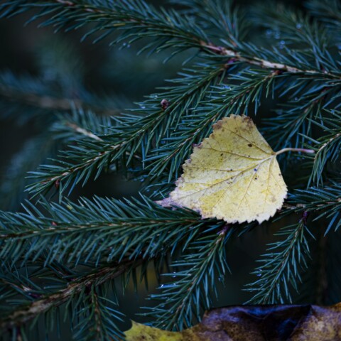 Autumn birch leaf