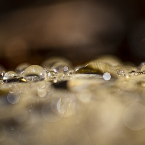 Water drops on a leaf