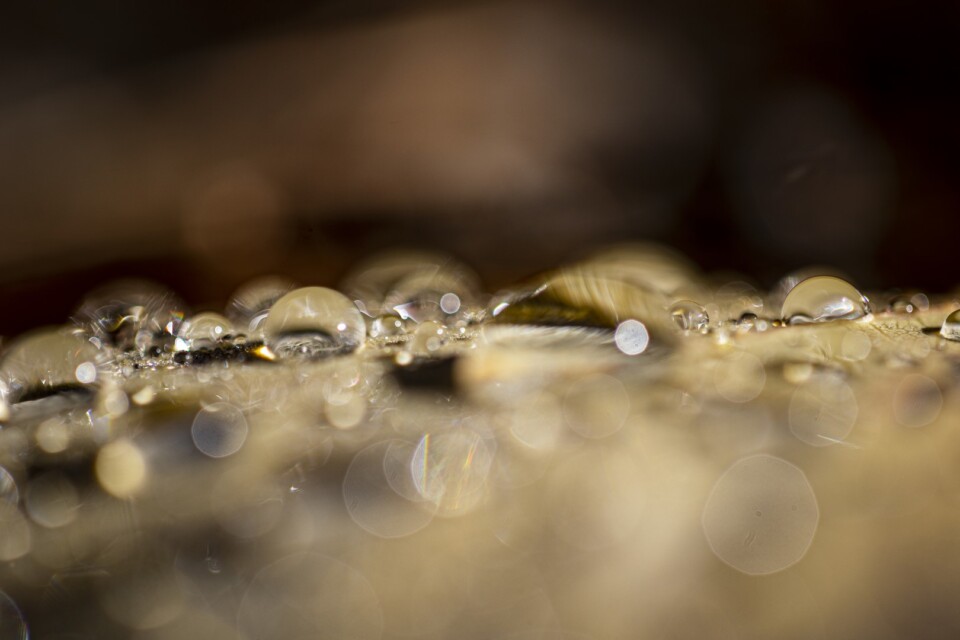 Water drops on a leaf