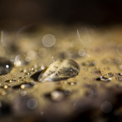 Water drops on a leaf