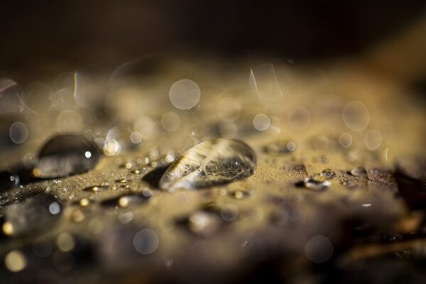 Water drops on a leaf