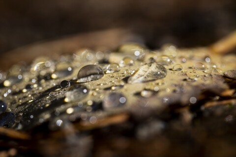 Water drops on a leaf