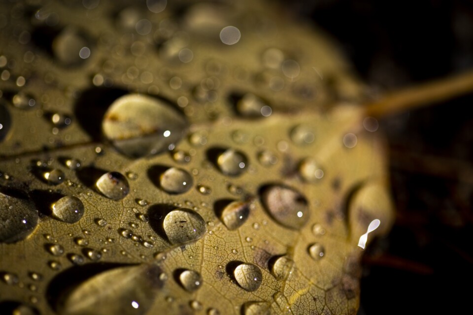 Water drops on a leaf