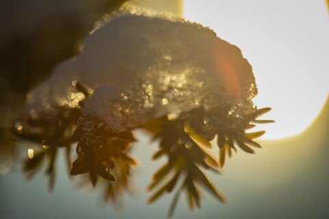 Tree branch covered by snow