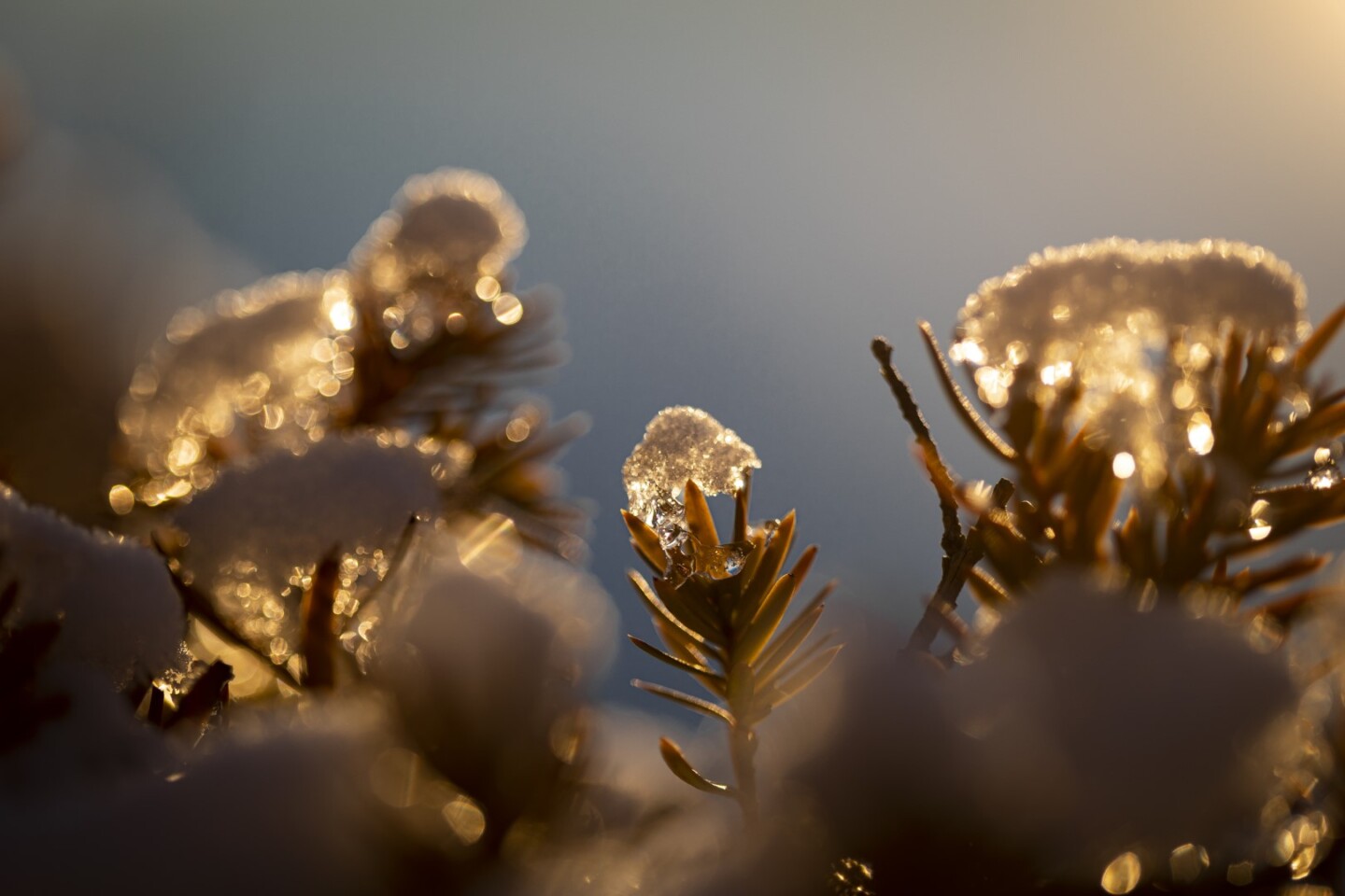 Tree branch covered in snow during the winter sunset