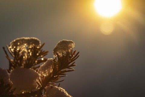 Tree branch covered in snow during the winter sunset