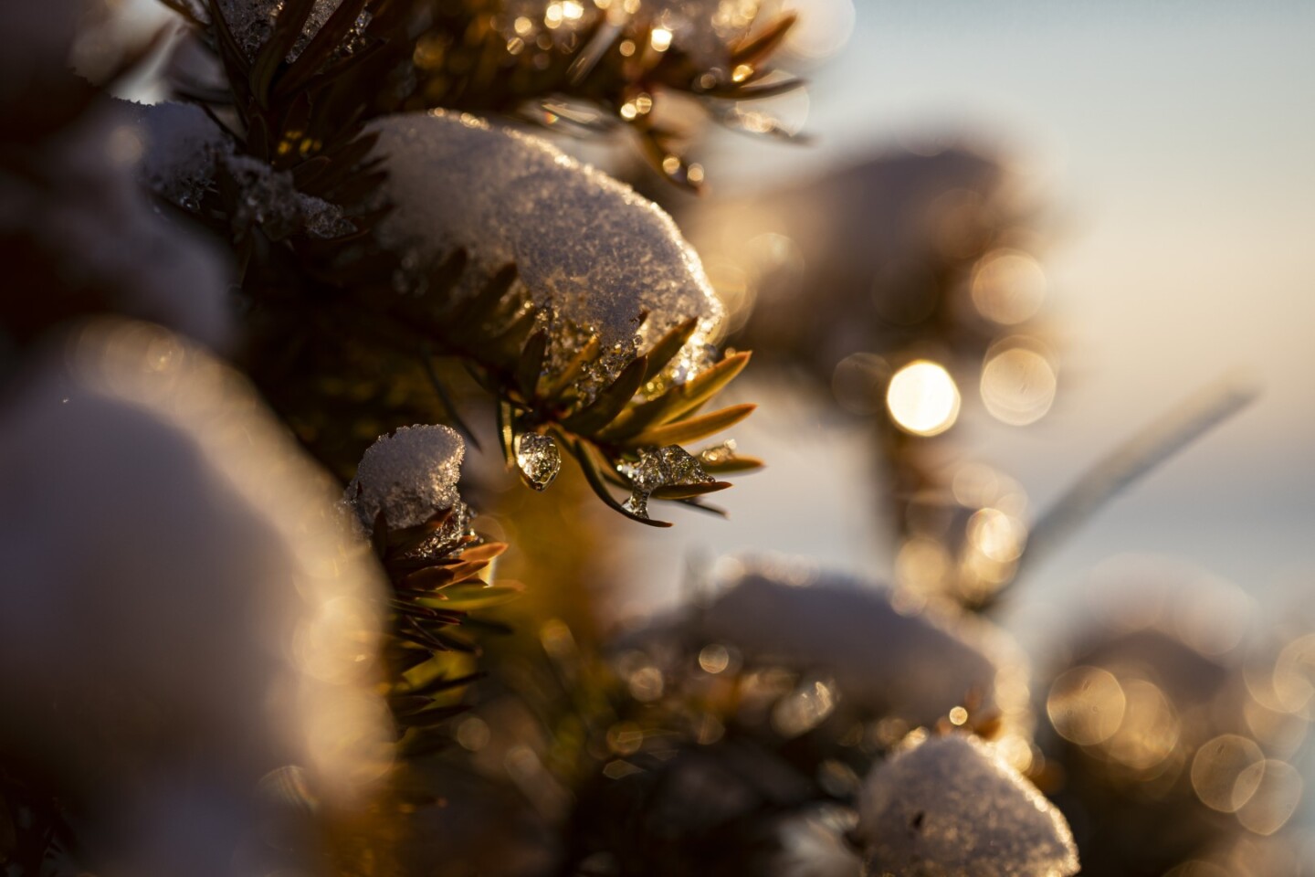 Tree branch covered in snow during the winter sunset